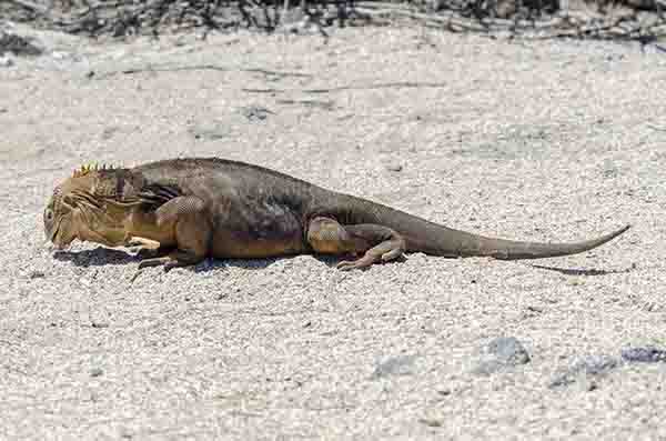 Iguana terrestre de Galápagos - isla Seymour Norte - islas Galápagos - Ecuador 01.jpg